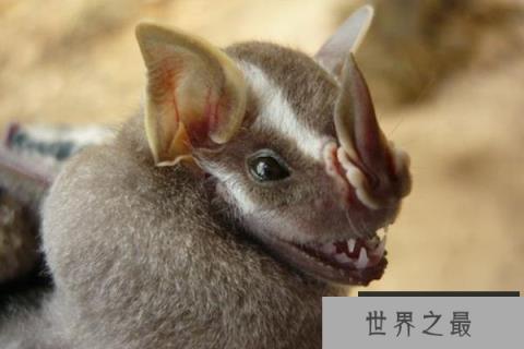 筑帐蝠的外形特征 筑帐蝠的外形特征