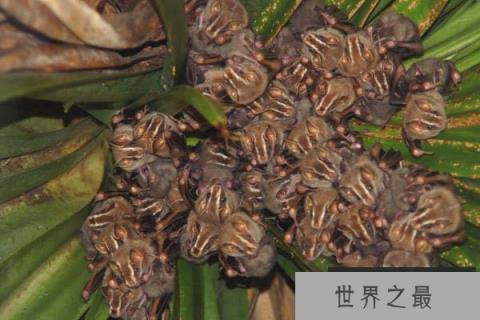 筑帐蝠的分布范围 筑帐蝠的分布范围