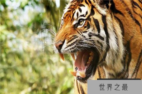 地球上十大进化最完美的动物,人类上榜