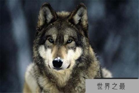 地球上十大进化最完美的动物,人类上榜