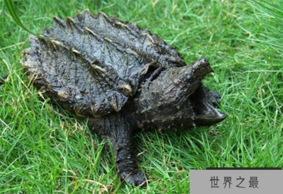 最大的淡水生物是什么