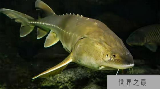 最大的淡水生物是什么