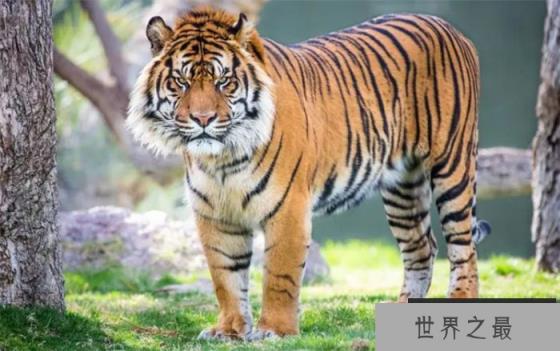 最大的苏门答腊虎有多大 它们的现状如何