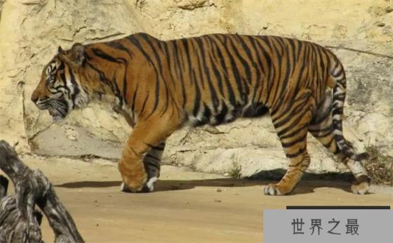 最大的苏门答腊虎有多大 它们的现状如何