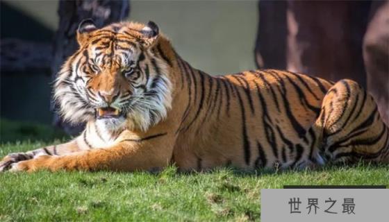 最大的苏门答腊虎有多大 它们的现状如何