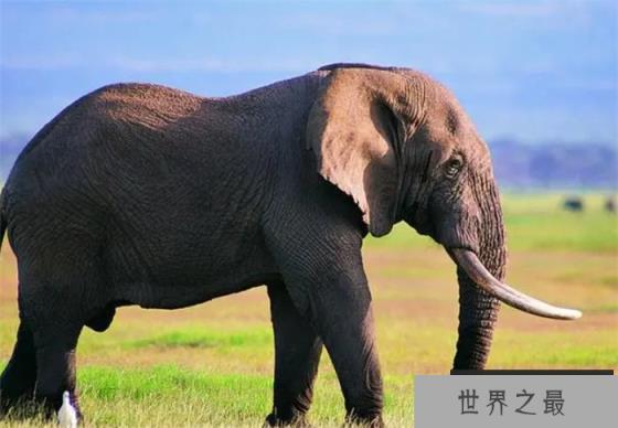 最长寿的大象能活多少年 是什么影响了它们的寿命