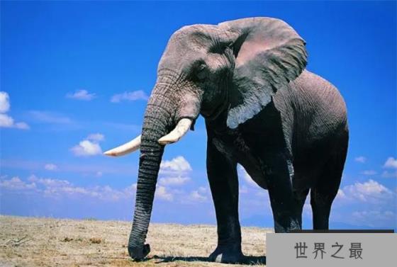 最长寿的大象能活多少年 是什么影响了它们的寿命