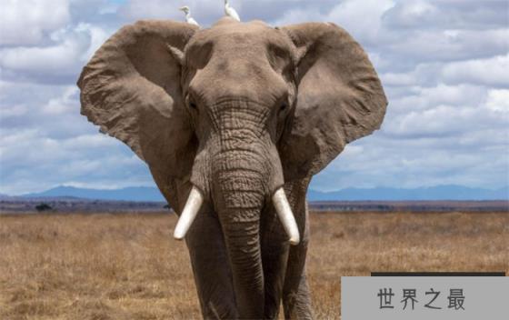 最长寿的大象能活多少年 是什么影响了它们的寿命