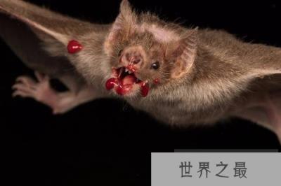 世界五大恐怖蝙蝠排名，兔唇蝠排第一名