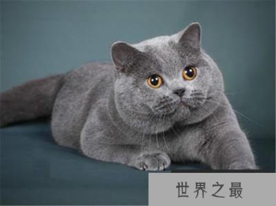 全球最红萌宠排行榜，哈士奇乃拆家高手！