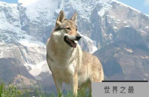世界上最贵的狗,捷克狼犬拍卖到35亿元