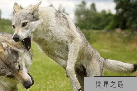 世界上最贵的狗,捷克狼犬拍卖到35亿元