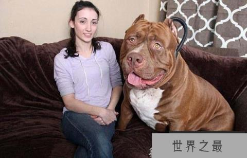 世界上最大的斗牛犬,浩克体重超过160斤 世界上最大的斗牛犬,浩克体重超过160斤