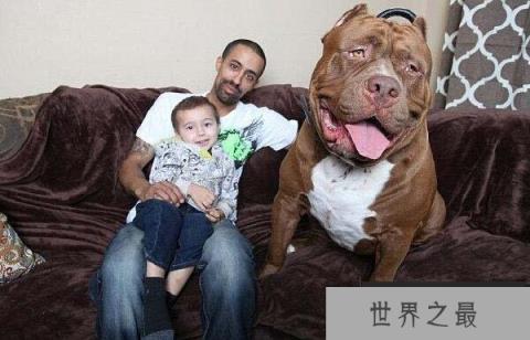 世界上最大的斗牛犬,浩克体重超过160斤 世界上最大的斗牛犬,浩克体重超过160斤