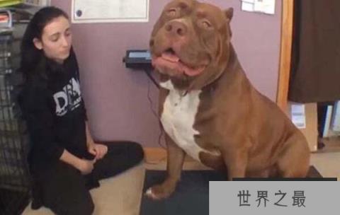 世界上最大的斗牛犬,浩克体重超过160斤 世界上最大的斗牛犬,浩克体重超过160斤