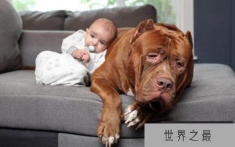 世界上最大的斗牛犬,浩克体重超过160斤 世界上最大的斗牛犬,浩克体重超过160斤