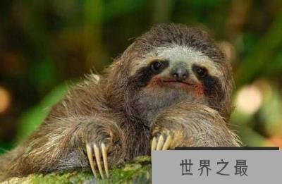 世界上走得最慢的动物，三趾树懒走路慢十拍