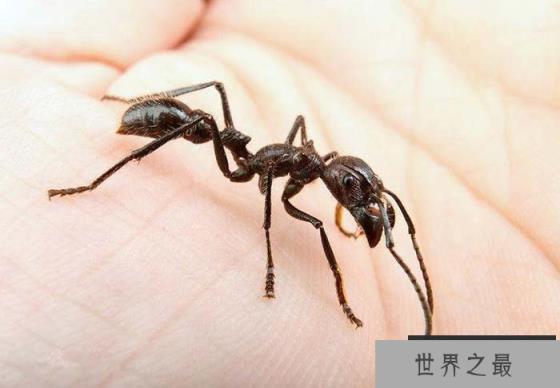 世界上最凶的10种蚂蚁排名，“子弹蚁”实至名归