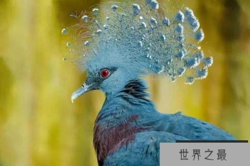 世界上最大最美的鸽子：维多利亚凤冠鸠