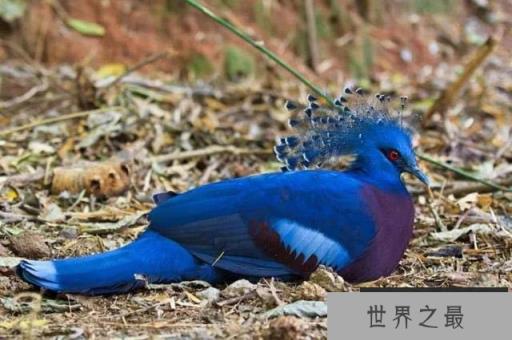世界上最大最美的鸽子：维多利亚凤冠鸠