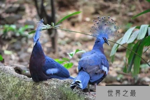 世界上最大最美的鸽子：维多利亚凤冠鸠