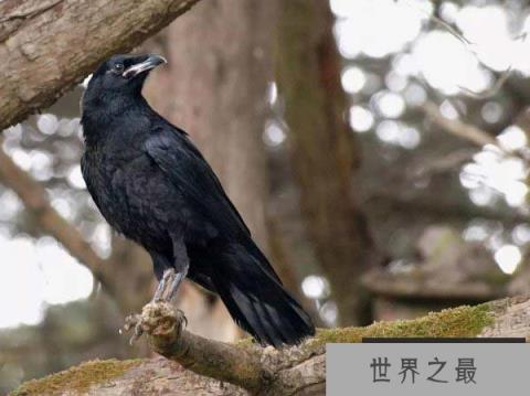 世界上最大的乌鸦，渡鸦翼展可达118厘米