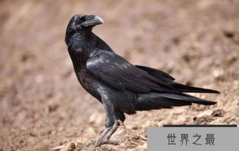 世界上最大的乌鸦，渡鸦翼展可达118厘米