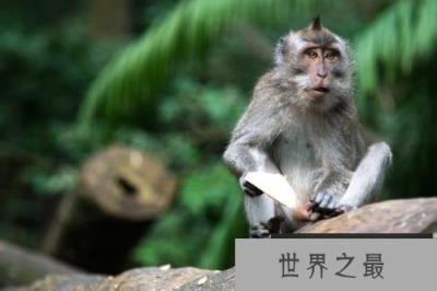 世界上最珍稀的猴子，食蟹猴会模仿人类动作