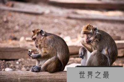 世界上最珍稀的猴子，食蟹猴会模仿人类动作
