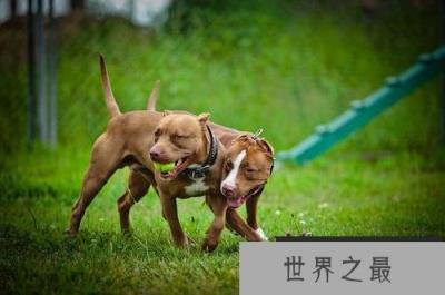世界上最恐怖的狗，比特犬只为战斗而生