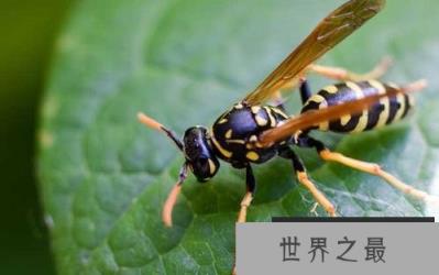 大虎头蜂 大虎头蜂