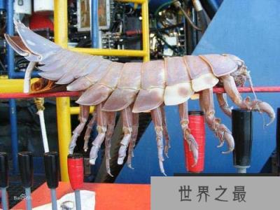 大王具足虫 大王具足虫