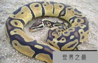 缅甸蟒蛇 缅甸蟒蛇