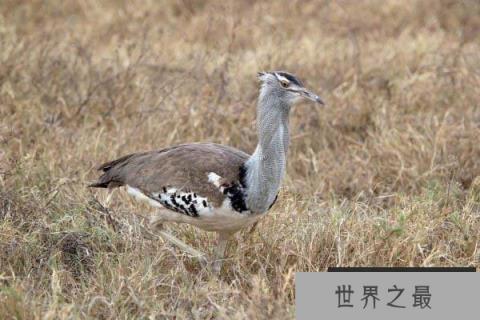 现存体重最重的飞行鸟类，灰颈鹭鸨重达20公斤