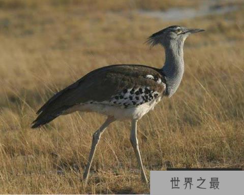 现存体重最重的飞行鸟类，灰颈鹭鸨重达20公斤