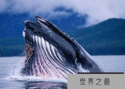 世界上最大的吃货，蓝鲸一天可吃5吨食物