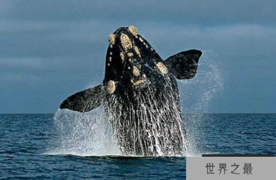露脊鲸体型远比蓝鲸要小，为何却长着世界上最大的睾丸？