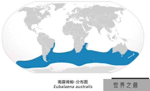 露脊鲸体型远比蓝鲸要小，为何却长着世界上最大的睾丸？