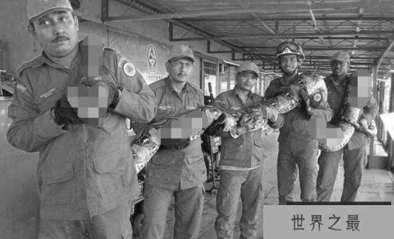 蟒蛇能无限生长，如果给它足够长的寿命，最大可以长到多大？