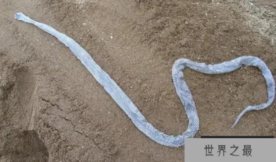 蟒蛇能无限生长，如果给它足够长的寿命，最大可以长到多大？