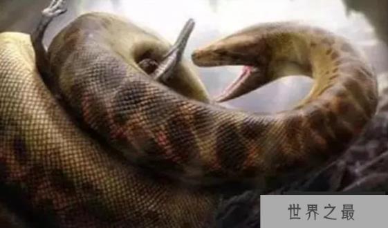 蟒蛇能无限生长，如果给它足够长的寿命，最大可以长到多大？