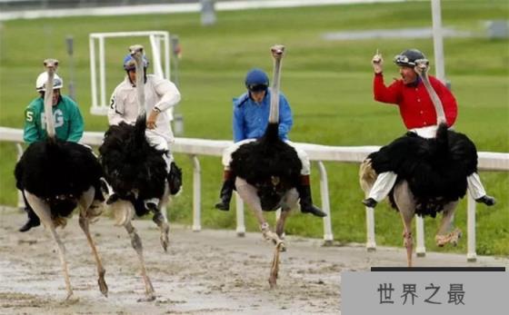 作为现存最大的鸟 为何鸵鸟没有成为人类的“坐骑”