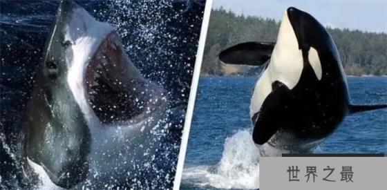作为现存最大的齿鲸 抹香鲸为何要跟大王乌贼过不去 作为现存最大的齿鲸 抹香鲸为何要跟大王乌贼过不去