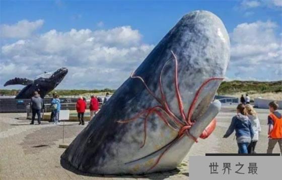 作为现存最大的齿鲸 抹香鲸为何要跟大王乌贼过不去 作为现存最大的齿鲸 抹香鲸为何要跟大王乌贼过不去