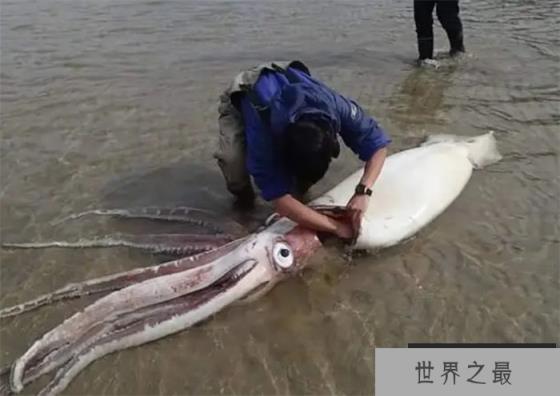 作为现存最大的齿鲸 抹香鲸为何要跟大王乌贼过不去 作为现存最大的齿鲸 抹香鲸为何要跟大王乌贼过不去