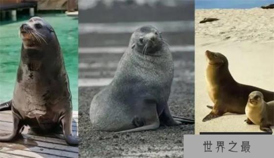 最大的鳍足类动物有多大 它们为何都胖嘟嘟的