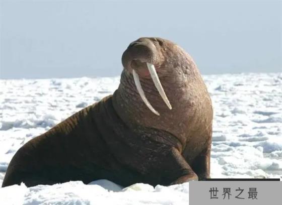 最大的鳍足类动物有多大 它们为何都胖嘟嘟的