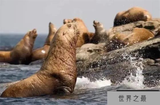 最大的鳍足类动物有多大 它们为何都胖嘟嘟的