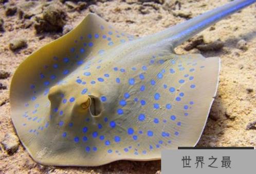 世界上十大巨型怪物 巨型鳄鱼身长竟达15米(比较恐怖)