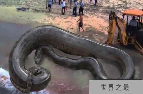世界上十大巨型怪物 巨型鳄鱼身长竟达15米(比较恐怖)